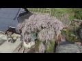 史上初 『蓮照寺 樹齢150年の枝垂れ桜 空撮映像』 広島県 西城町