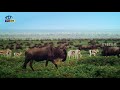 చిరుత కన్నా వేగంగా పరుగెత్తే జీవి తెలుసా the second fastest mammal in the world eyecon facts