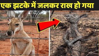 एक झटके में जलकर राख हो गया | Animals Getting Shocked