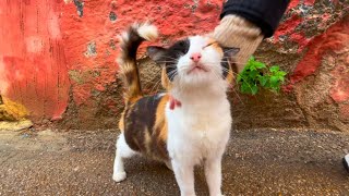 A beautiful calico cat wants love and delicious food.