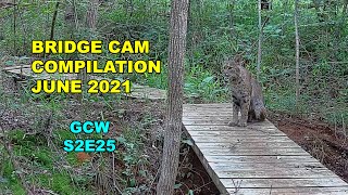 Bridge Cam June 2021 S2E25 #gamecam #trailcam #wildlife #compilation