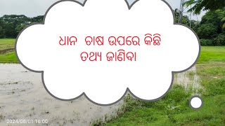 ଆସ ଧାନ ଚାଷ ଉପରେ କିଛି ଜାଣିବା#Dhanaa chhasa#janibakatha