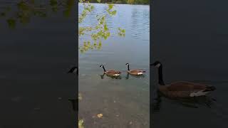 Mesmerizing Nature's Beauty | மனதை வருடும் அழகு | Swimming Ducks \u0026 Ducklings | #shorts | @vgreals