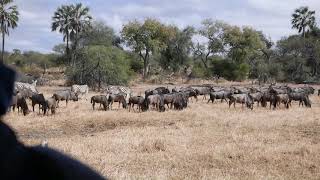 Zebras and Wildebeest Leroo La Tau Botswana Africa