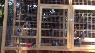 Applis Loft Update - Racing Pigeon Breeders