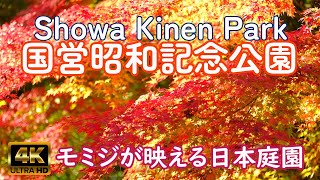 国営昭和記念公園　モミジが美しい日本庭園 Showa Kinen Park