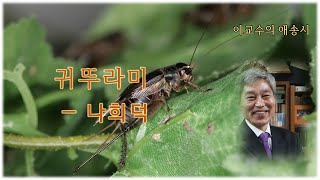 귀뚜라미―나희덕