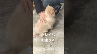 お座り🐶#ポメラニアン #犬 #保護犬 #shorts