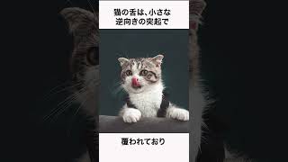 猫に関する面白い雑学5選