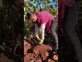 farmers remove sweet potatoes from rural agriculture