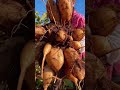 farmers remove sweet potatoes from rural agriculture