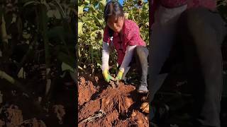 Farmers remove sweet potatoes from rural agriculture