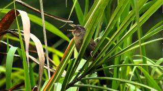 台灣畫眉 Melodious Laughing Thrush  鳴叫