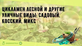 Цикламен лесной и другие уличные виды: садовый, косский, микс