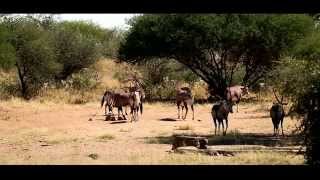 Dzika Afryka FILM Namibia 2014 Zbigniew J Boczek