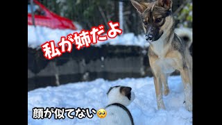 【お姉ちゃんと初対面】5匹の子犬にお姉ちゃんがいたんだよw