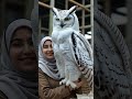 wow a giant owl perched gracefully in a hijabi woman’s hands 🦉✨ shortsvideo owl birds snowyowl