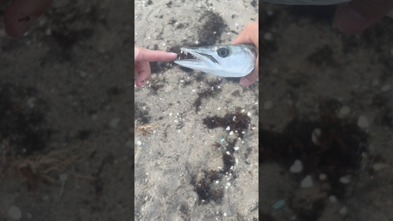 Fishing Barracuda Gone Wrongрџ ђ Shorts Fishing