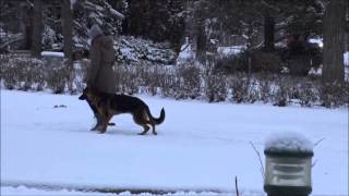 Jax (German Shepherd Dog) Boot Camp Dog Training Video
