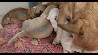 🐶 Smoothcoat Chihuahua Puppy Livestreaming!!! 🐶 We stream live DAILY 1PM-5PM EDT/EST Mon - Sat!