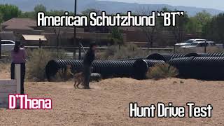 American Schutzhund “BT”