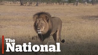 Death threats for U.S. hunter | Cecil the Lion