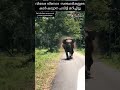 കാർ ചവിട്ടി മറിച്ചിട്ട് കാട്ടാന wild elephant attack kerala