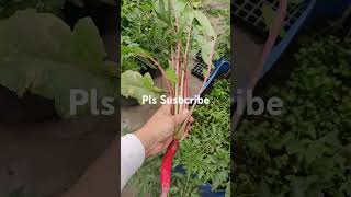 Organic Fresh Red Radish from the kitchen garden