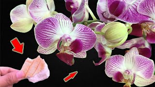 Put 1 Piece At The Root! Hundreds Of Orchid Branches Bloom All Year Long!