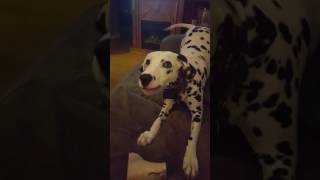 Dalmatian barks and growls at noises I make.