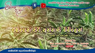 Mihikatha Dinuwo TV Program | රසයෙන් පිරි අන්නාසි බිබිලෙන් | 2021-05-21 | Krushi Tv