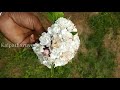 సెంటు మల్లె clerodendrum philippinum clerodendrum fragrans sentu malle chettu