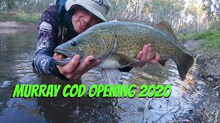 Murray cod opening 2020,cod opening week trip.