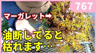 By Gardening Channel