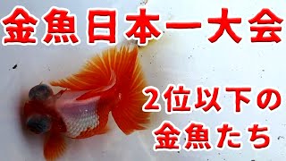 愛され育った金魚たち【弥富】