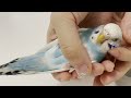 セキセイインコのレイちゃんうっとり2