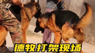 驯狗师: 德牧犬打架现场，咬到主人，狗狗的命运如何？主人该怎么处理呢？