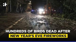 Hundreds Of Birds Found Dead After New Year’s Eve Fireworks In Rome