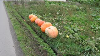 ビデオで見る札幌ウォーキングコース　東雁来と中沼 2020/10/14