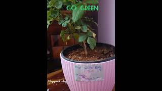 #kidsdevelopment #plantlover #activebaby #roseflower #baby #reels #happysouls #shortvideo #