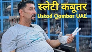 Saleti Kabootar | सलेटी कबूतर | Ustad Ahmed Qambar | Jaipur Tonk Pigeons