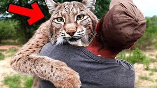 Wild Bobcat Recognizes Man Who Saved Her Life Years Ago