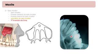 Anatomia em radiografias oclusais