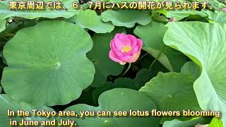 古代から蘇った大賀ハス、Ohga lotus revived from ancient times