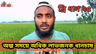 অল্প সময়ে অধিক লাভজনক ধানচাষ || ব্রি ধান ৭৫ চাষ করুন।