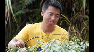 Huanong Brothers: We got some river snails. Let's fry them with wild pepper. It's not bad!