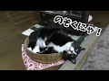 ハウルの動くフロ　猫パンチのハウル入浴シーンですcat bathing