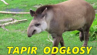 Tapir - Odgłosy Tapira