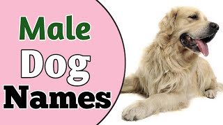 Top 30 Best MALE Dog Names Ideas 2021 || Unique \u0026 Cute Boy Dog Names || NamoLozy