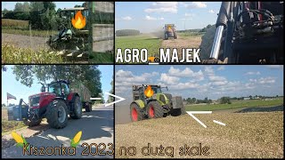 4x MF W AKCJI🚜🔥DEUTZ-FAHR \u0026 CLAAS🚜🔥🌽QQrydza na kiszonkę na DUŻĄ skale🌽🔥OPÓR🔥